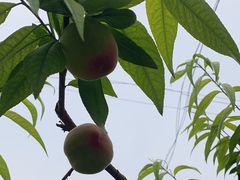 -正宗火盆自助烧烤·烤全羊·柴火鸡(龙泉山店)