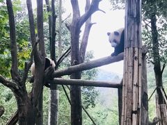 -都江堰中华大熊猫苑