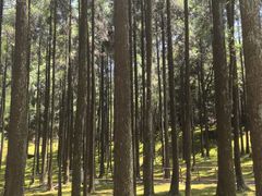 -玉苍山国家森林公园