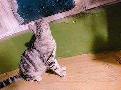 -猫猫幼稚园·撸猫·桌游·电玩