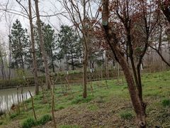 -合肥滨湖国家森林公园