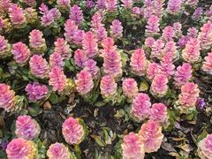 -七宝老街-闵行市民文化广场