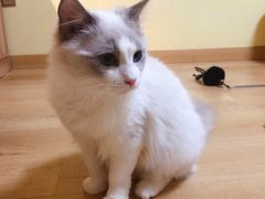 -Meowの猫咖(万家丽店)