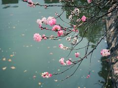 -南汇桃花村