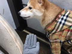 -逗柴咖啡屋·狗咖猫咖宠物桌游