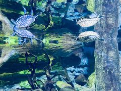 -迪拜水族馆及水下动物园