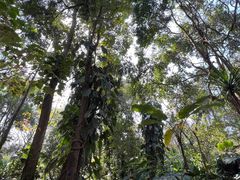 -中国科学院西双版纳热带植物园