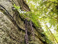 -梭布垭石林景区