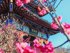 -梅花山(明孝陵内)