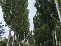 -大兴滨河森林公园