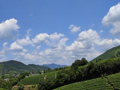 -白茶原·一片叶子