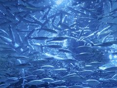 -海合安武汉极地海洋公园