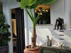 -素心小筑(后沙裕镇店)