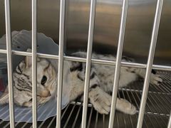 -宠福鑫康馨动物医院·骨科·眼科