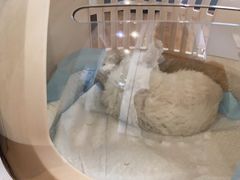 -瑞派紫金宠物医院24小时·骨科·中兽医·重症转诊中心(番禺大石院)