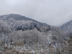 -卧龙自然保护区