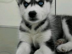 -荣耀金沙动物医院(清江西路店)