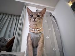 -欣宠猫屋·矮脚拿破仑·蓝金金渐层