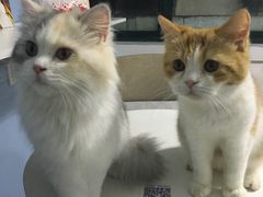 -喵的天空名猫咖啡馆·撸猫·猫舍·用品