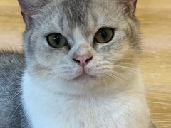 -猫咪派对(江南西店)