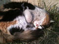 我们救的那只猫，叫蝴蝶。-天津前进宠物医院(前进道店)