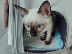 -中农国际动物医院24小时·猫科·骨科·急重症中心