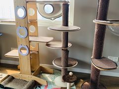 -东方名猫馆·英短金渐层布偶猫舍(环线广场1号楼店)