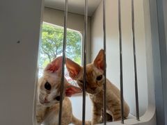 -唐小姐の私宠·宠物洗护美容·撸猫馆·购宠(周浦万达旗舰店)