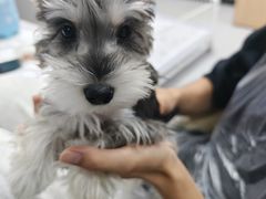 -翊宠yipet猫狗购宠庄园犬舍•猫舍