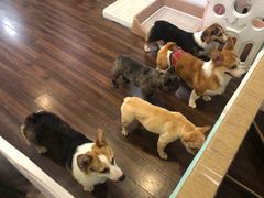 -柯斗斗主题餐厅·狗咖·围炉煮茶·茶饮(国瑞升平里店)