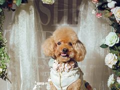 -超宠爱宠物摄影-Super pet