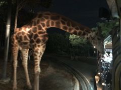 -清迈夜间动物园