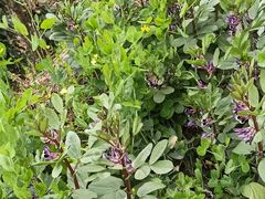 -樱桃山旅游景区