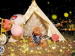 -超宠爱宠物摄影-Super pet