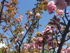 -上海中医药大学-食堂