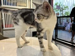 -猫房·猫吧·猫咖(龙湖时代汇店)