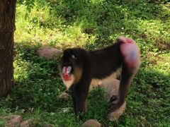 -西安秦岭野生动物园