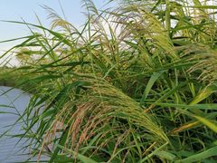 -鹦鹉洲湿地公园