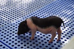 -萌宠亲子动物乐园(槐房万达店)