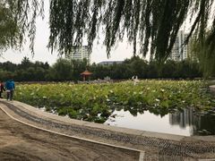 -莱西月湖公园