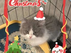 -欣宠猫屋·矮脚拿破仑·蓝金金渐层