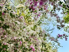 -深圳国际园林花卉博览园