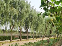 -东方巨龟苑景区