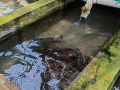 -广东惠东海龟国家级自然保护区