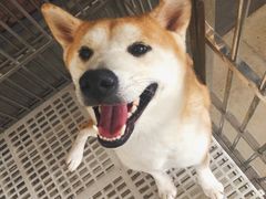 -柴犬高等学院·狗咖·柴犬售卖·宠物训练