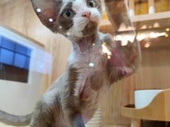 -山宅一喵德文卷毛猫舍