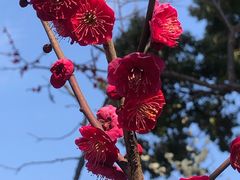 -无锡梅园公园