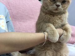 -芭比堂动物医院·24小时·眼科中心(深圳中心)