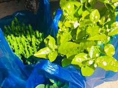 -三圣花乡旅游区