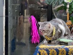 -平行世界·猫咖(首经贸店)